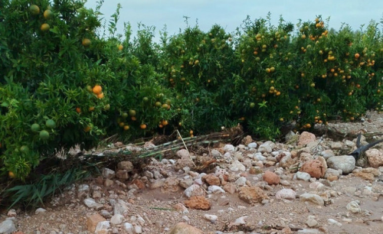 Alerta per pèrdues del 40% en collites de cítrics al Baix Ebre i Montsià per la DANA