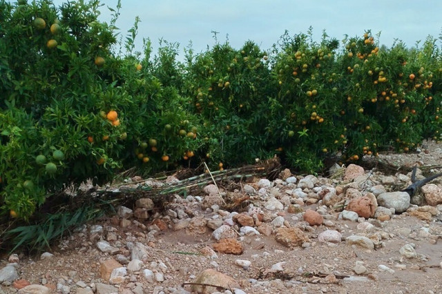 EuropaPress 6341179 campo citricos afectado dana