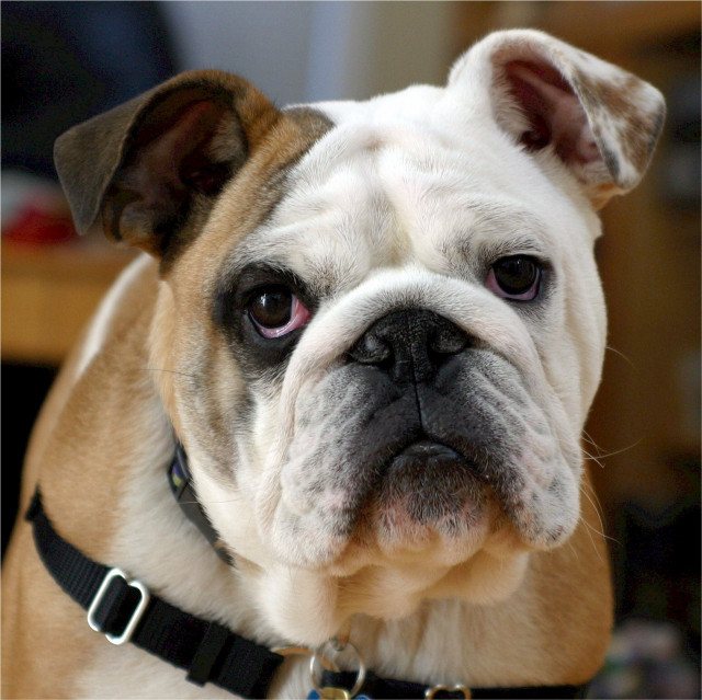 Dogcanineportraitmammalbulldogface771758pxhere