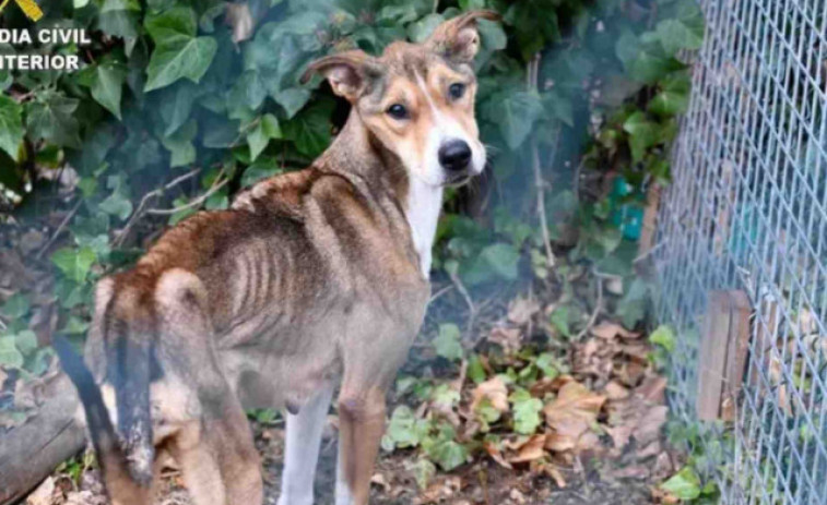 Més de 50 ajuntaments enganyats per una xarxa de maltractament animal a Barcelona