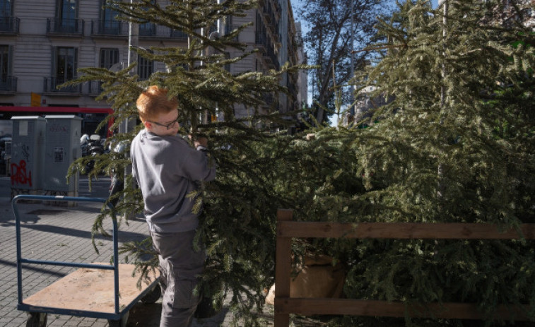 Els punts de recollida d'arbres de Nadal de Barcelona comencen a rebre avets