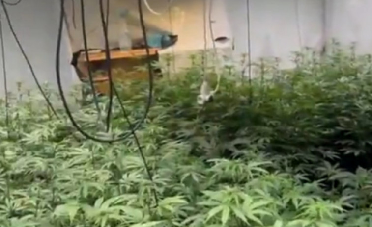 VÍDEO: Desmantellada una gran plantació de marihuana a Cabrils