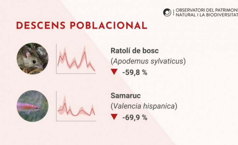 Catalunya perd un 28% de les poblacions animals salvatges del 2002 al 2023