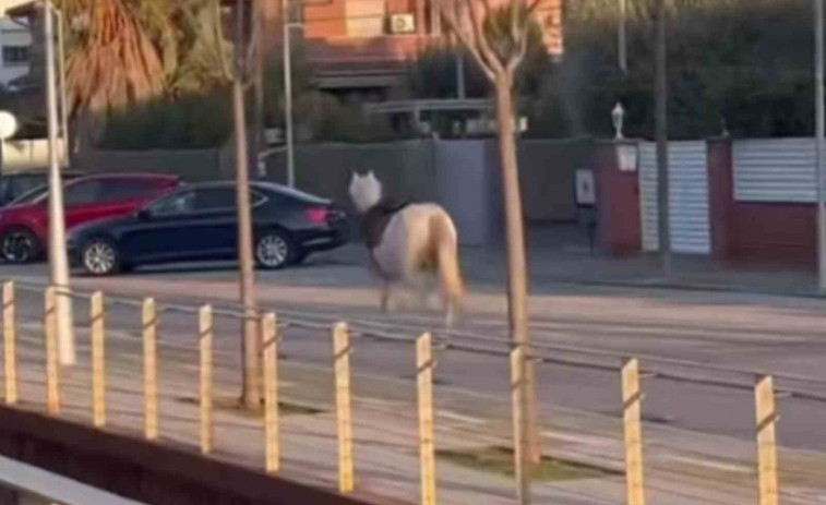 VÍDEO | Troben un cavall caminant sol per la Rambla Marisol de Castelldefels