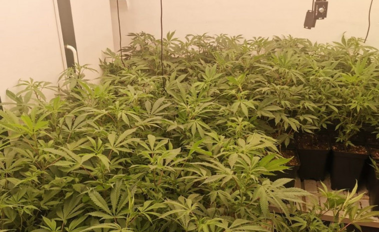 Cacen al responsable d'una associació cannábica de Girona amb 354 plantes de marihuana a la seva casa