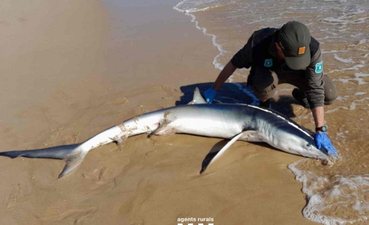 Apareix un tauró de 2,5 metres a una platja de Tarragona