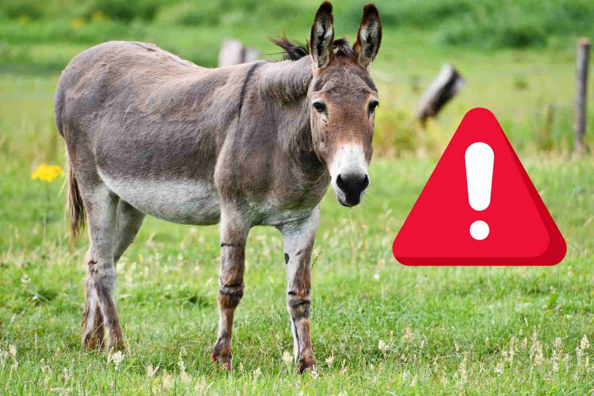 Recurso, un burro   CANVA PRO