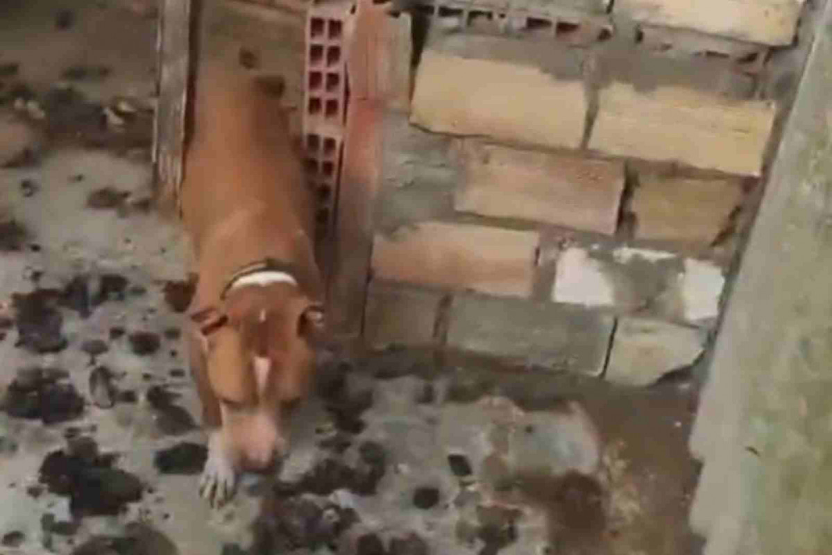 Perro rescatado en Sant Jaume d'Enveja