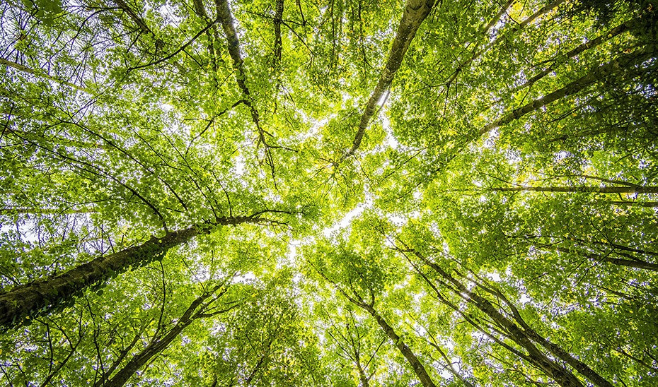 Archivo - Árboles en un bosque.