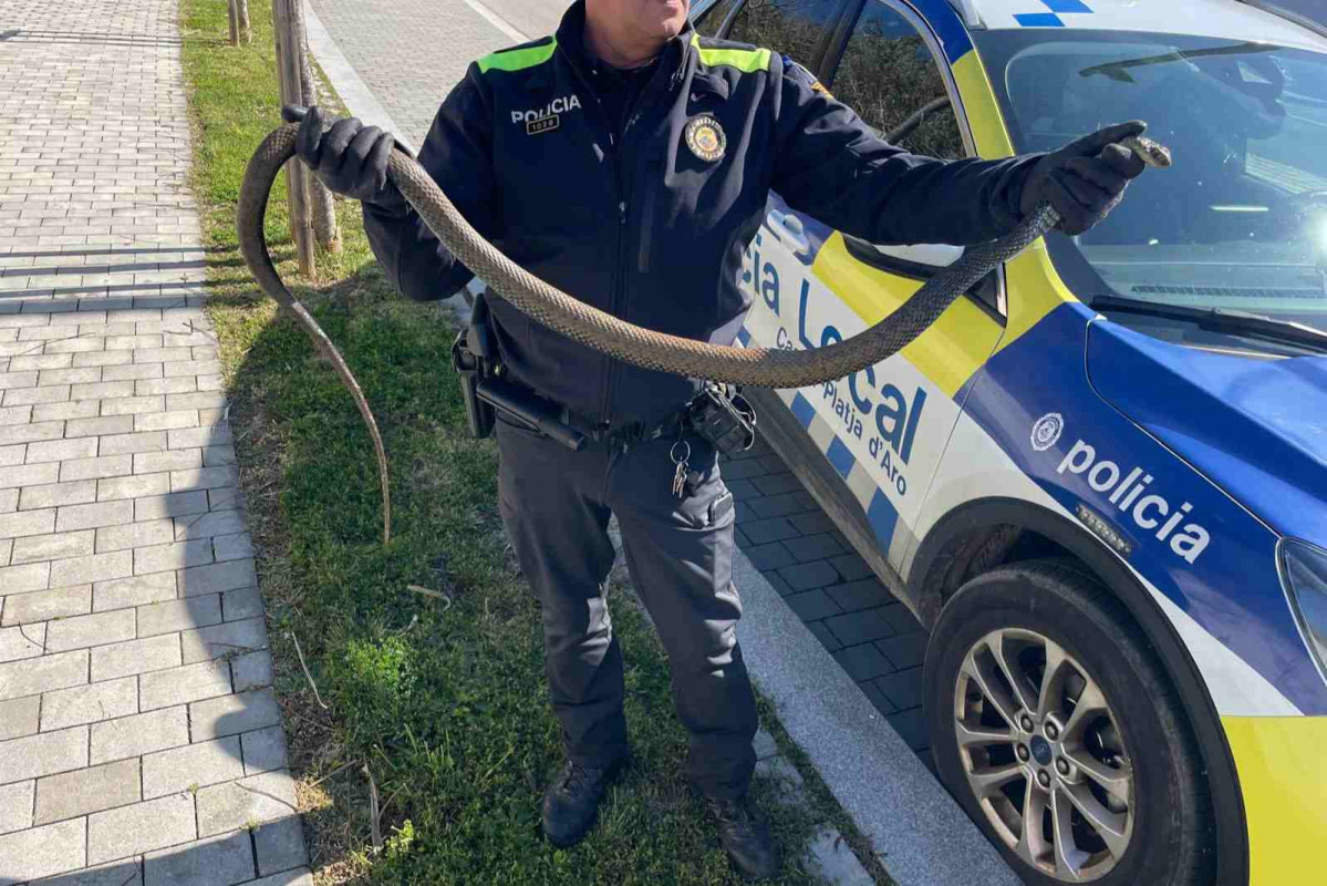 Serpiente encontrada en Platja d'Aro