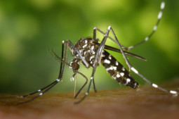 Begues refuerza la lucha contra los mosquitos tras las intensas lluvias