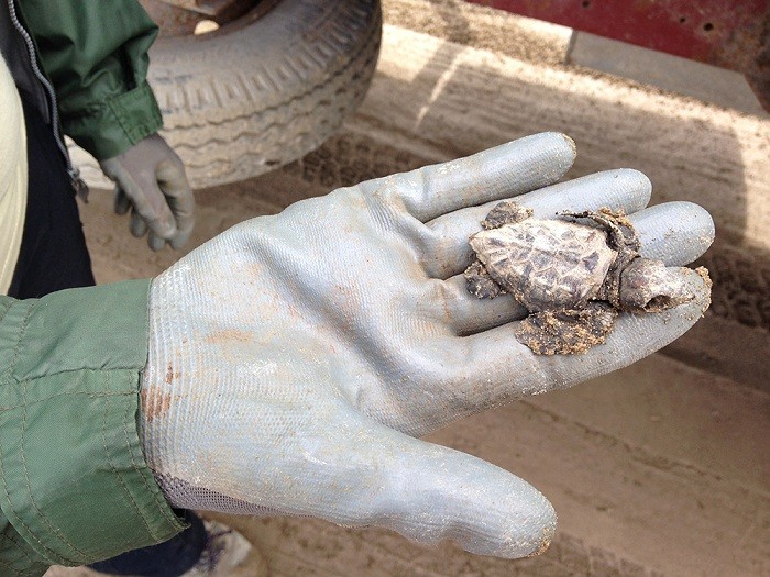 Tortuga babaua delta de l'ebre territori 11052018