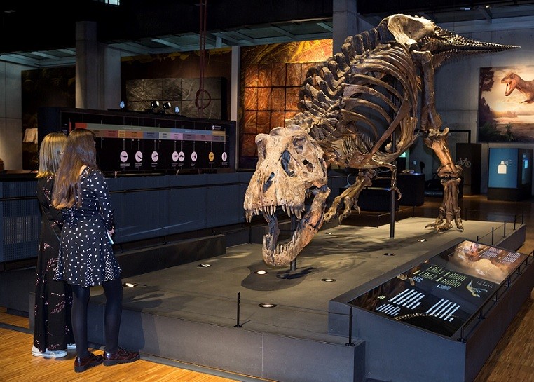 Visitants a l'eposiciu00f3 T rex CosmoCaixa