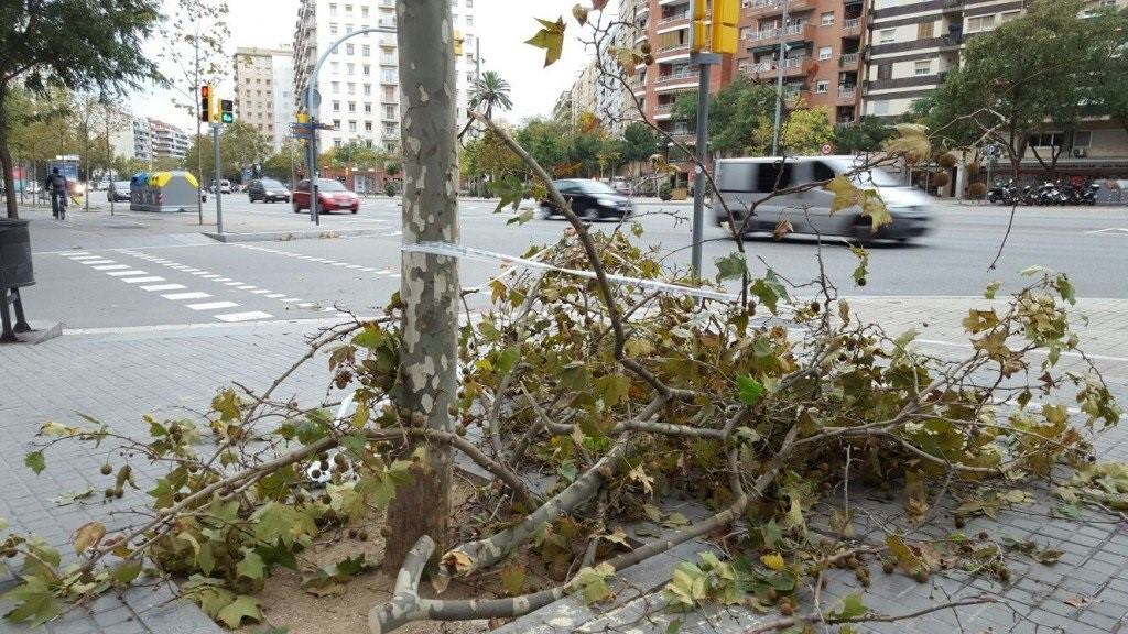 Branca caiguda pel vent a Barcelona (arxiu)