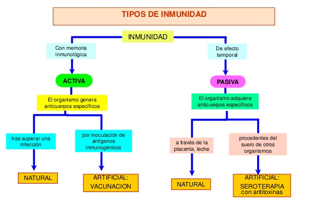 INMUNIDAD2