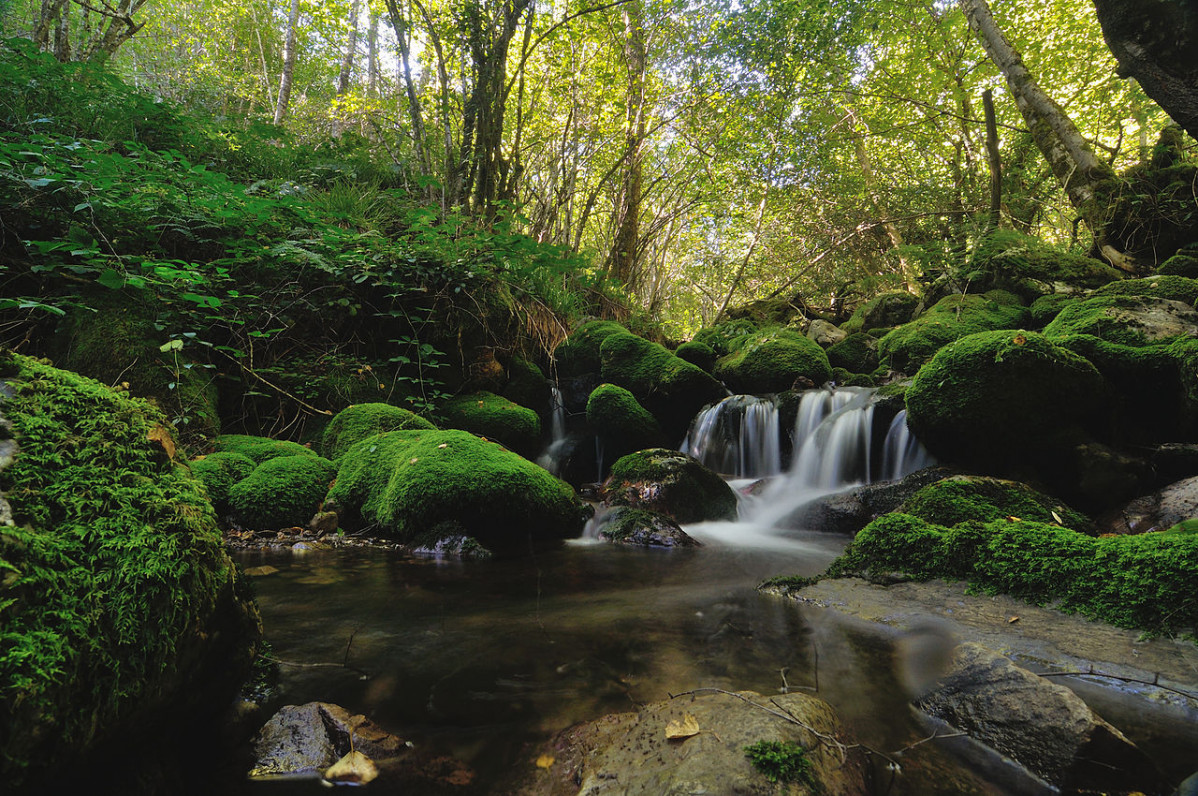 Bosc de Muniellos