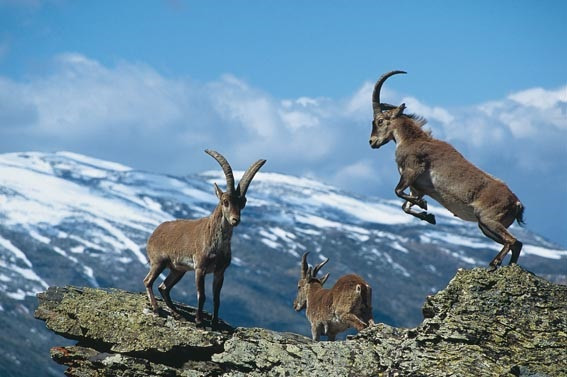 La Conselleria de Medi Ambient i Ordenació de el Territori ha posat en marxa un projecte per a la gestió dels ungulats silvestres presents al Parc Nacional de Sierra Nevada: la cabra salvatge, el senglar i recentment el cérvol