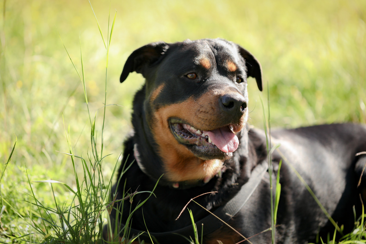 Primer pla gos rottweiler