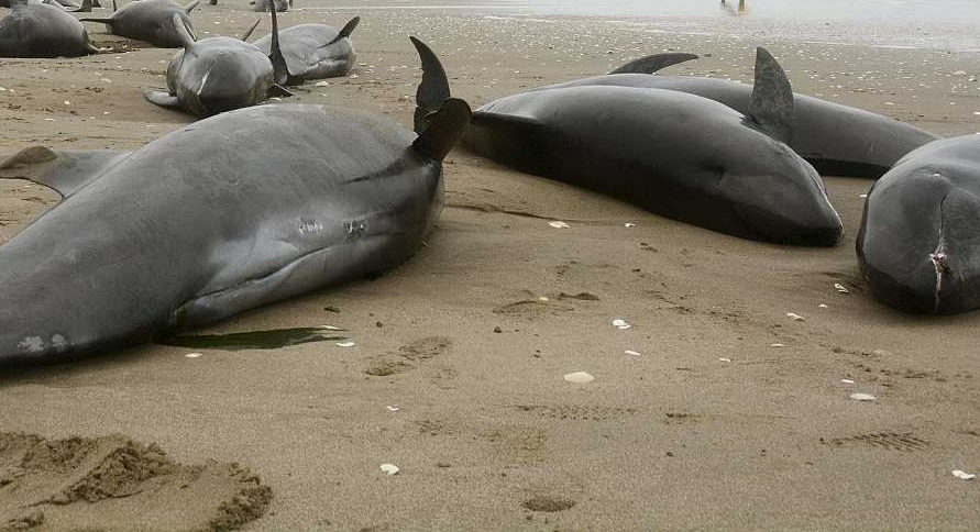 Dofins encallats en una platja foto rtve