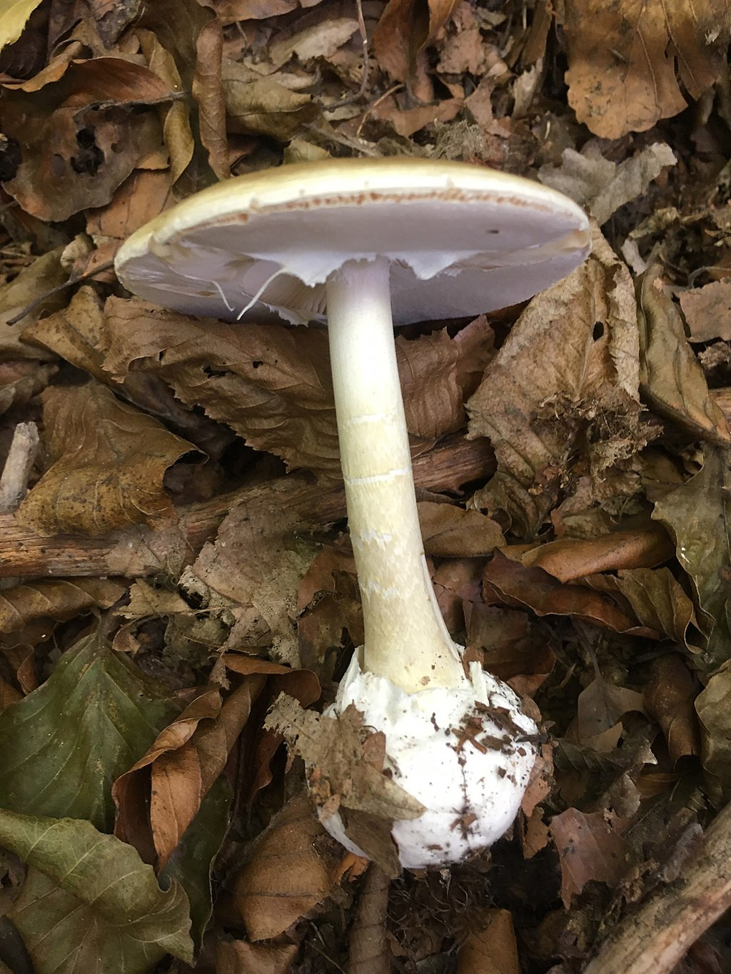 1024px Amanita phalloides 96065297